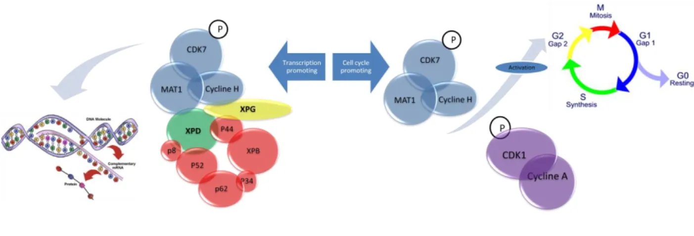 Figure 3. Équilibre de la disponibilité du sous complexe CAK activant soit la transcription, soit le MPF.