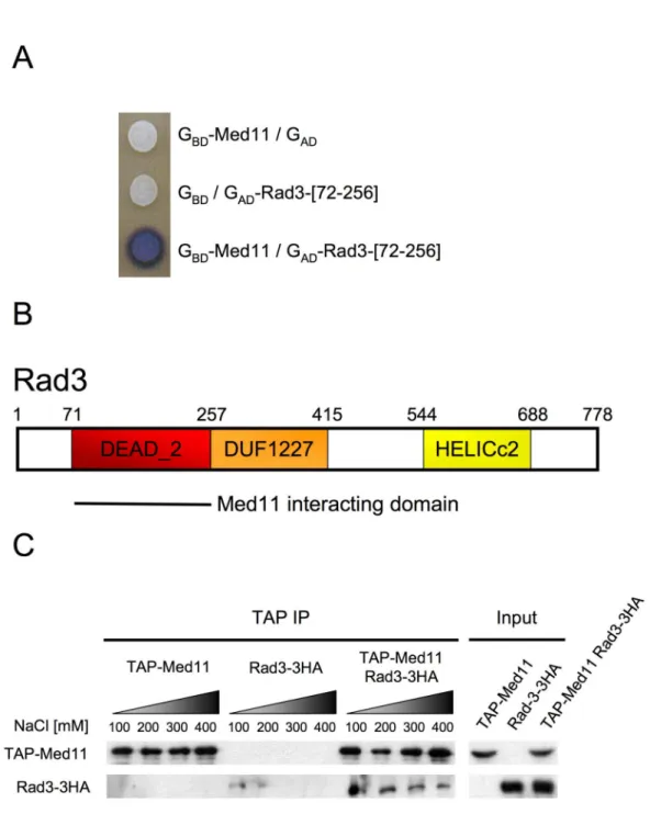 Figure 1. Med11 Mediator subunit interacts with Rad3 helicase of TFIIH. 