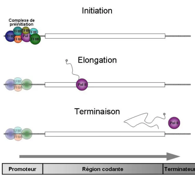 Figure 1: Cycle de transcription 