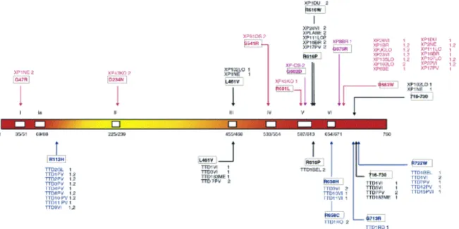 Figure 7: Organisation et polymorphisme de XPD associé aux maladies génétiques. 