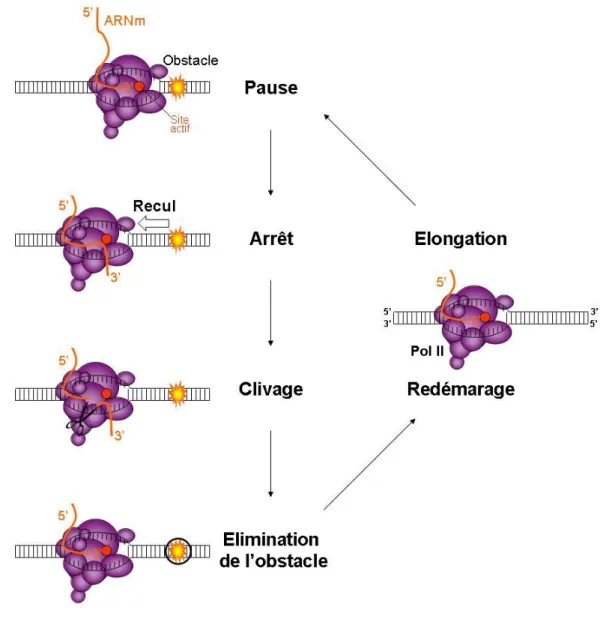 Figure 10: Schéma du cycle arrêt/redémarrage de la transcription par l’ARN polymérase II