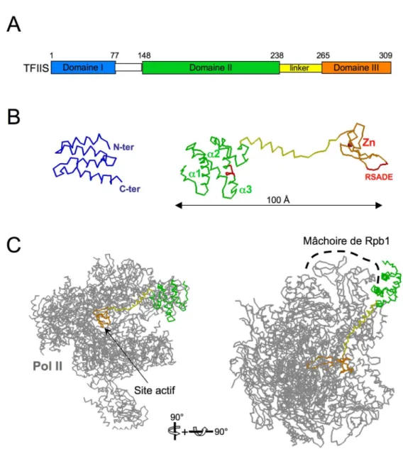 Figure 11: Architecture de TFIIS associée à l’ARN polymérase II de S. cerevisiae. 