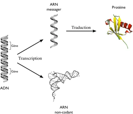 Fig. 1.2 – Le dogme central pr´esentant la transcription de l’ADN en ARN messagers traduits par la suite en prot´eine, et la transcription de l’ADN en ARN non-codants.