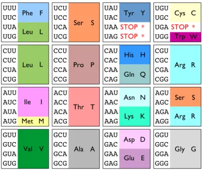 Fig. 1.9 – Le code g´en´etique universel. Couleurs inspir´ees de RasMol.