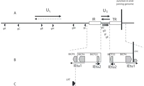 Figure 1. (A) Organization of the BoHV-1 genome including two unique sequences, a long (U L ) and a short one (U S )