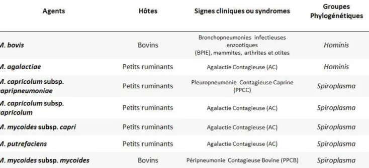 Table 2: Tableau synthétique des principaux mycoplasmes affectant les ruminants ainsi que leurs  maladies associées
