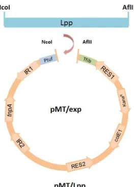 Figure 17 : clonage de la lipoprotéine Lpp de Mmm dans le pMT/exp pour l’obtention du pMT/Lpp