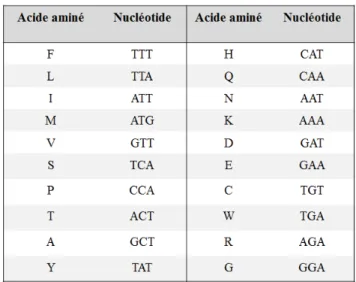 Table  7:  Usage  préférentiel  des  codons  chez  Mmm.  Chaque  acide  aminé  correspond  la  séquence  nucléotidique du codon le plus fréquemment utilisé par la souche type PG1