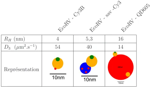 Tableau III.4: Rayons et coefficients de diffusions des complexes enzyme-fluorophore d´e- d´e-termin´es par FCS.