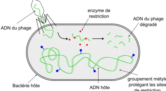 Figure I.3: Le syst` eme de d´ efense des bact´ eries. Les enzymes de restriction de type II (points rouges) reconnaissent et coupent de courtes s´equences de nucl´eotides des ADNs des phages