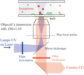 Figure II.4: Sch´ema de principe du microscope ` a ´epifluorescence ´eclair´e avec une lampe `a mercure ou un laser.