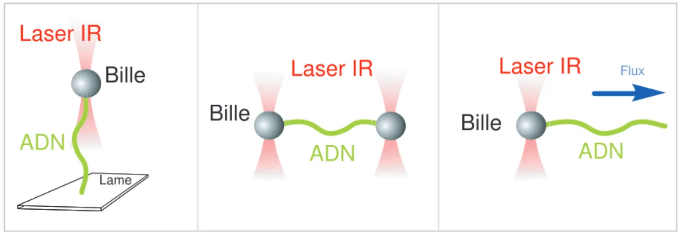 Figure II.6: Pinces Optiques : les diff´erentes configurations des exp´eriences utilisant des pinces optiques pour ´etudier les interactions ADN-prot´eine