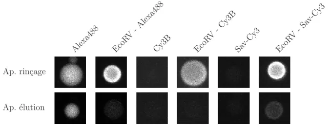 Tableau II.1: Images de fluorescence de billes d’h´eparine individuelles. T´emoins : colo- colo-rants seuls (Alexa488, Cy3B et streptavidine-Cy3) et enzymes coupl´ees