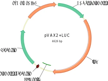 Figure 8 : Carte du plasmide pVax2luc 