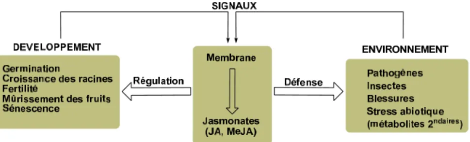 Tableau 2 : Effet inhibiteur, inducteur ou promoteur du jasmonate de méthyle chez les plantes