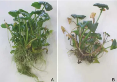 Figure 3 : Inhibition de la croissance des racines et des feuilles d’un plant de Centella asiatica par le  jasmonate de méthyle