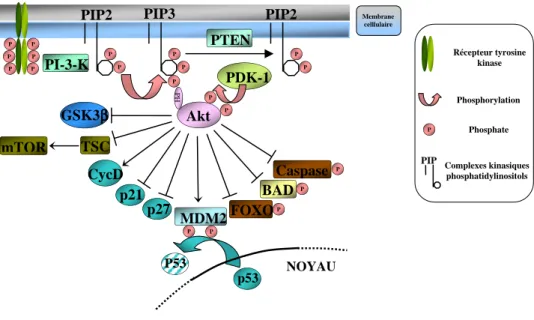 Figure 6 : Voies de signalisations des PI-3-K pour le développement cellulaire  [136] 
