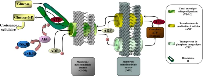 Figure 8 : Régulation mitochondriale du métabolisme par les Akt. Vue du complexe de transition de  perméabilisation mitochondriale (MPTC) et de ses pores (MPTP)