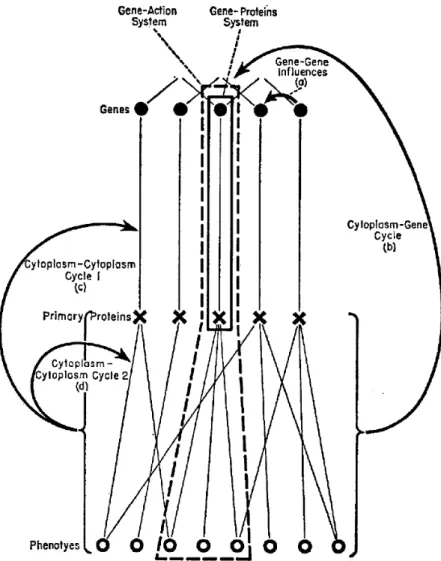 Figure III.1. Fonctionnement du système épigénétique  au sein d’une cellule  (Waddington, 1962)