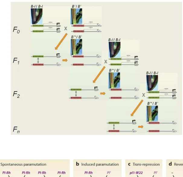 Figure III.3. Paramutation chez le maïs (Chandler, 2010; Hollick, 2010). A) Cas du gène b1, impliqué  dans  la  voie  de  biosynthèse  des  anthocyanes
