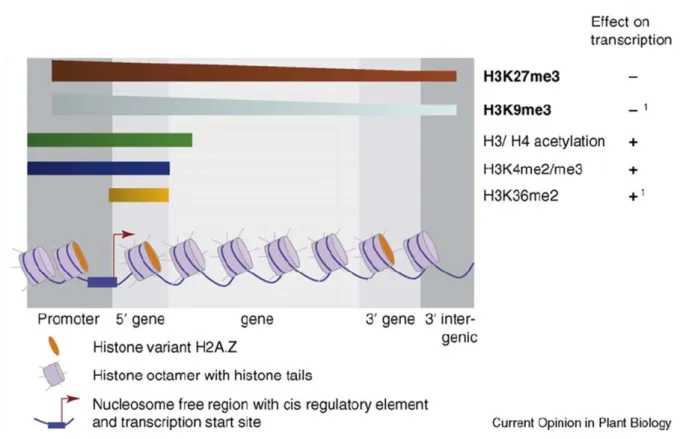 Figure  III.7.  Répartition  de  quelques modifications d’histone le long d’un gène  d’Arabidopsis et leur  effet  sur  la  transcription