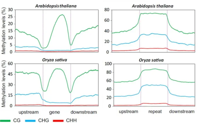 Figure  III.10.  Profil  de  méthylation  des  gènes  (gauche)  et  des  séquences  répétées  (droite)  chez  Arabidopsis et le riz (Feng et al., 2010a)