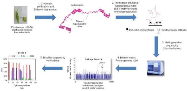 Figure IV.1. Présentation de la stratégie DNase I  –  MeDIP  – SEQ. Adapté d’un poster présenté lors  du colloque Bioenergy Trees (26 e  symposium New Phytologist, Nancy 2011)