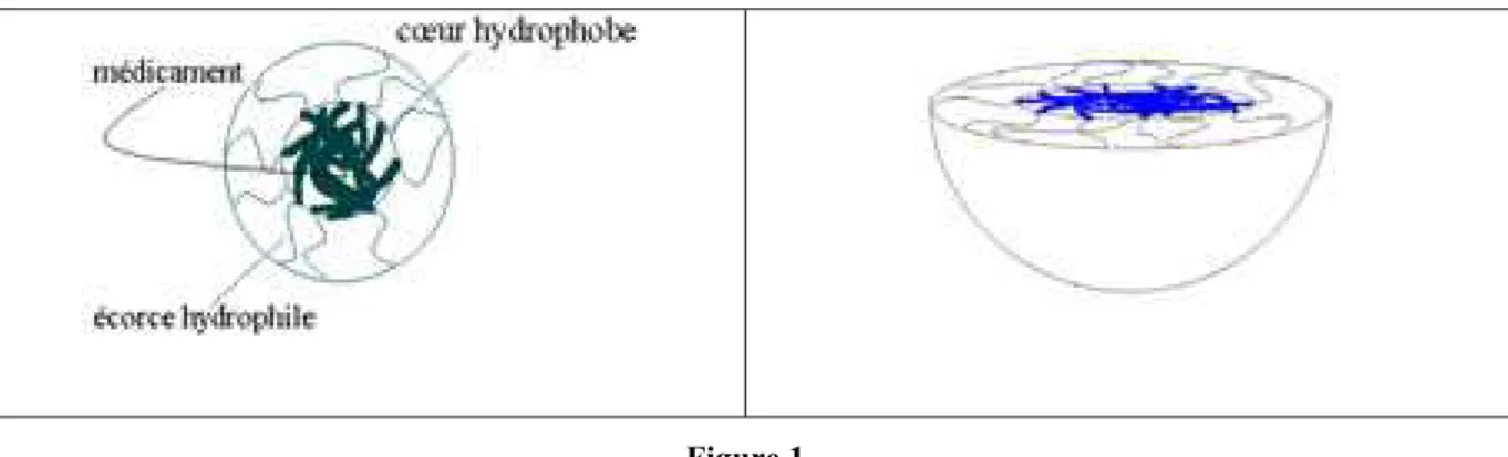 Figure 1  Particule cœur-écorce 