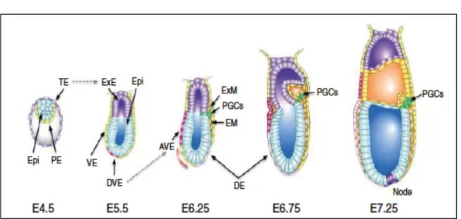 Figure 1.2: Primordial germ cell induction in the mouse embryo. 