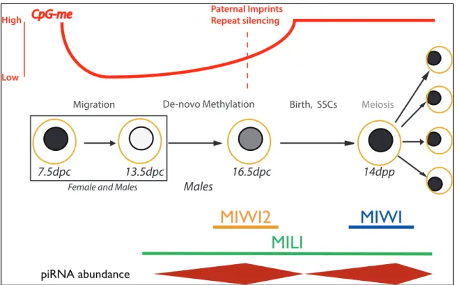 Figure 1.6: Timing of de novo methylation during male germ cell development. 
