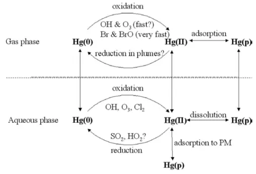 Figure I.3 : Représentation schématique des différentes réactions d’oxydo-réduction possibles entre les  espèces mercurielles présentes dans l’atmosphère (Lindberg et al., 2007) 