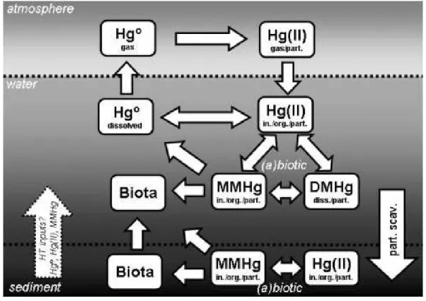 Figure I.4 : Cycle biogéochimique du Hg dans les océans (Fitzgerald et al., 2007) 