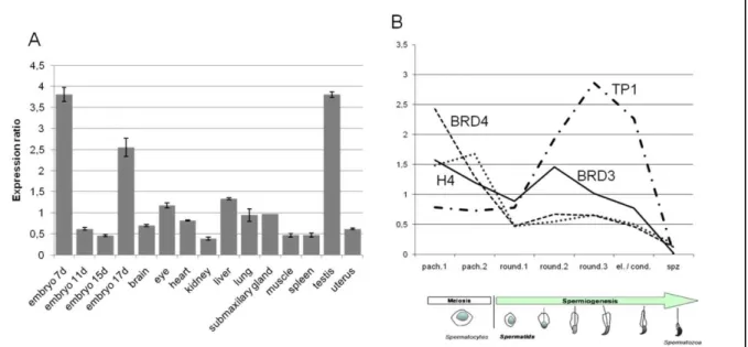 Figure 1 : Profil d’expression de BRD3 au cours de la spermatogenèse 