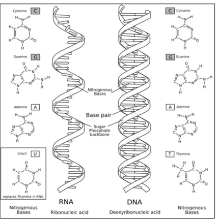 Figure  A :  Représentation  shématique  de  la  double  hélice  d’ADN  et  d’un  brin  d’ARN, et les différents nucléotides les composant