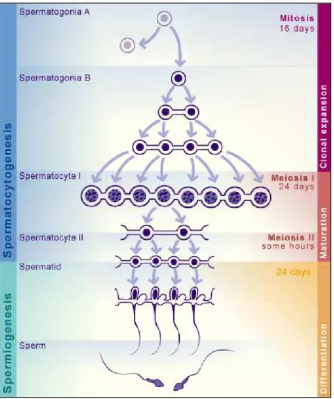 Figure  A :  Schéma  descriptif  des  différentes  étapes  de  la  spermatogenèse,  et  leur  durée  respective chez l’homme