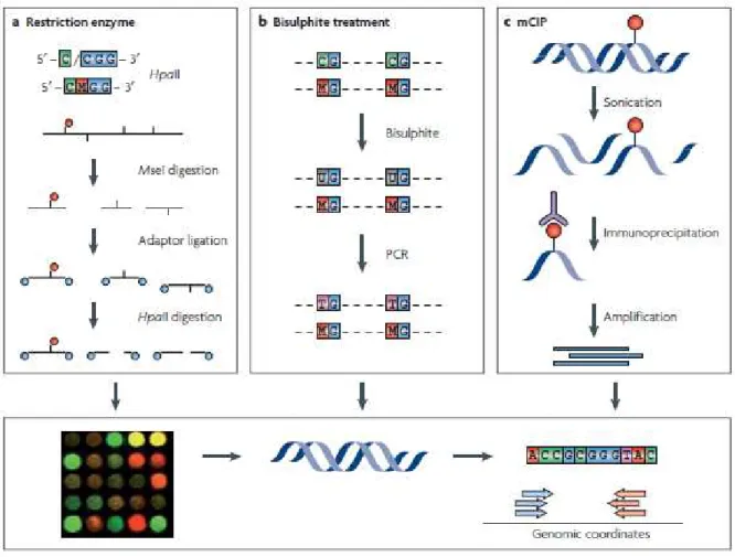 Figure G : Techniques d’analyses de la méthylation de l’ADN (issu de Schones &amp; Zhao, 2008) 