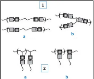 Figure 1.29: Les différentes structures de polymères supramoléculaires. 
