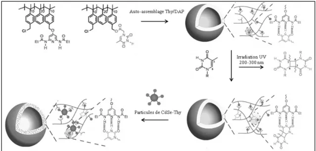 Figure 1.40: Formation de polymèresomes réticulés par assemblage de copolymères modifiés  par la DAP et la thymine
