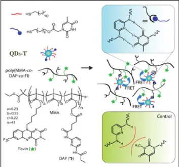 Figure 1.46: Auto-assemblage entre les QDs-T et le poly(MMA-co-DAP-co-Fl). 133