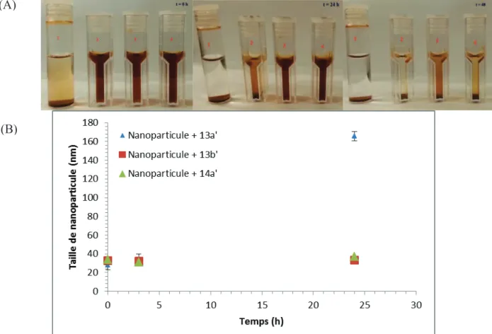 Figure IV-15. Taille et stabilité des nanoparticules greffées par des POEs à extrémité acide  phosphonique : (A) Images des nanoparticules et (B) Evolution de la taille des nanoparticules 