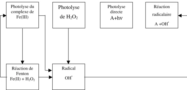 Figure 1.2 : Schéma des réactions chimiques lors la réaction de Photo-Fenton [77] 