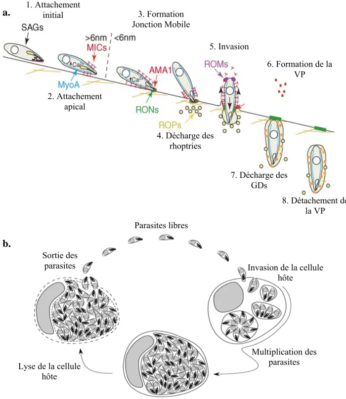Figure 2 : Toxoplasma gondii se multiplie au sein d’une vacuole parasitophore   a. Etapes de l’invasion de la cellule hôte par la forme tachyzoïte