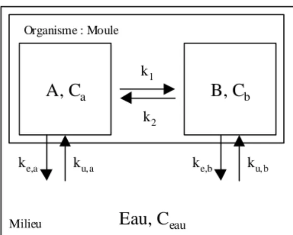 Figure 4.2.: Schéma conceptuel d’un modèle de croissance de la moule à deux compartiments: k u,a 