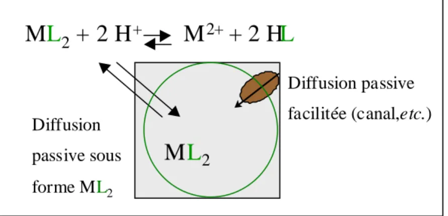Figure 1.8: Schéma représentatif des deux types de transport de métaux en solution. 