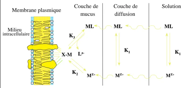 Figure 1.9: Schéma récapitulatif du modèle de l’ion libre (d’après Campbell, 1995) (k 1 , k 2  et k 3