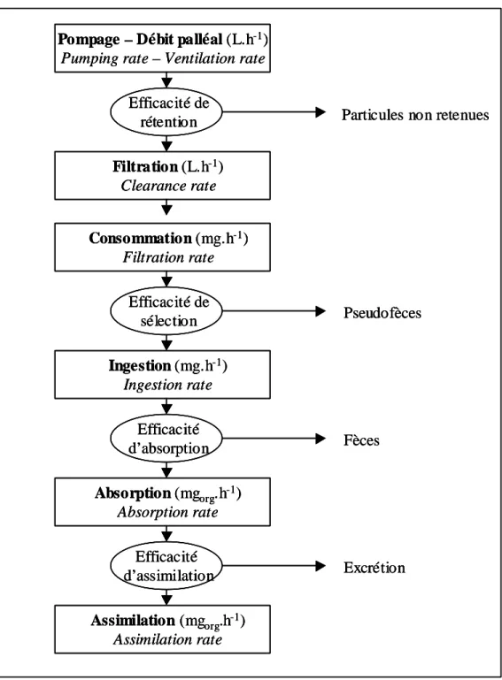 Figure 1.11: Schéma des différentes étapes de la nutrition des bivalves. L’appellation anglaise  équivalente est donnée en italique