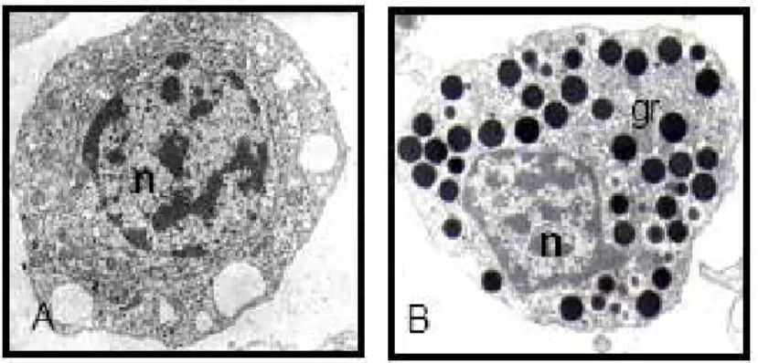 Figure  8  Types  hémocytaires  chez  Crassostrea  gigas   A.   Hyalinocytes,  caractérisés  par  un  rapport  nucléo- nucléo-cytoplasmique  élevé  et  une  absence  de  granules  de  grande  taille  dans  le  cytoplasme