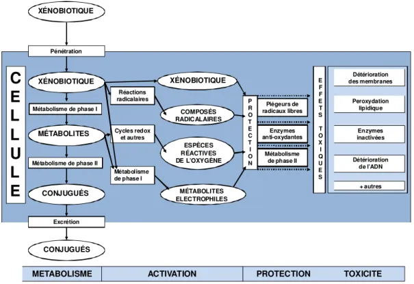 Figure  13  Voies  majeures  conduisant  à  la  détoxication  et  à  la  toxication  des  xénobiotiques  organiques