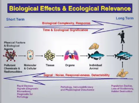 Figure 14 Représentation schématique de la relation entre la détection d’un signal de stress environnemental  et la possible signification écologique à long terme
