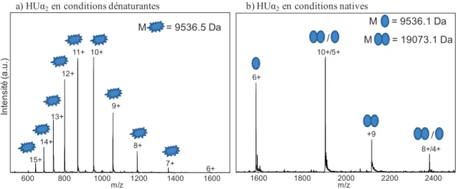 Figure  50:  Spectres  ESI-IT  du  dimère  HUĮ 2  a)  en  conditions  dénaturantes  à  0.5  µM  dans  WAFA et b) en conditions natives à 10 µM dans NH 4 OAc 50 mM pH 6.5
